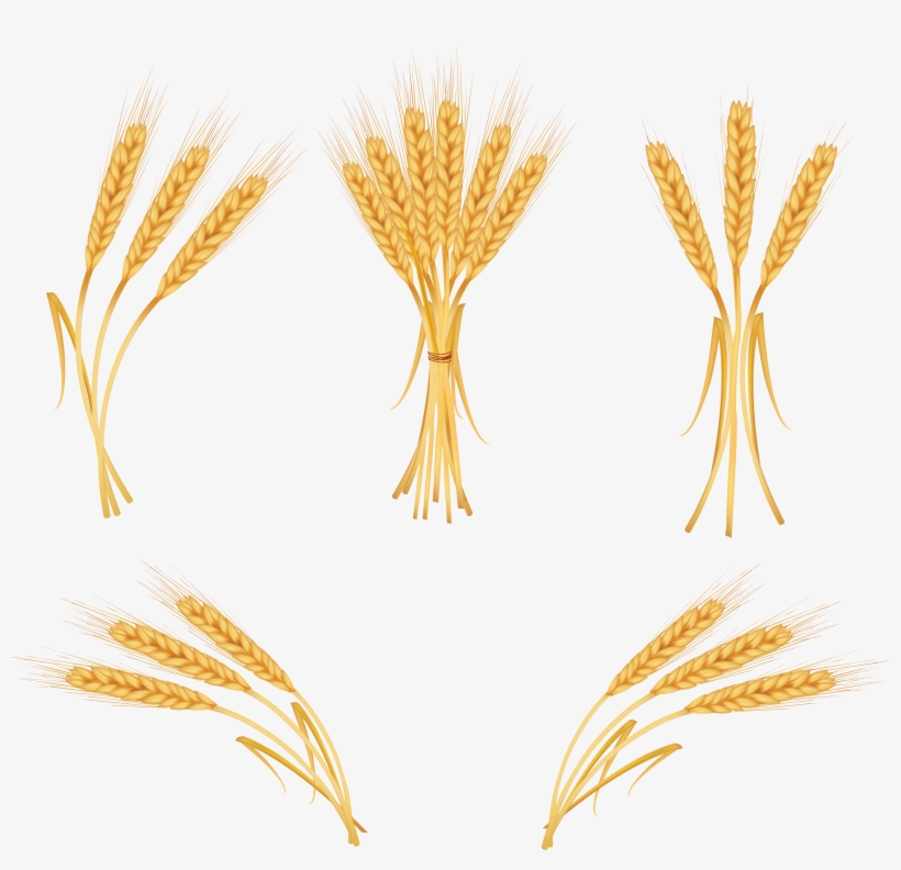 Wheat Ears, transparent png #4302924