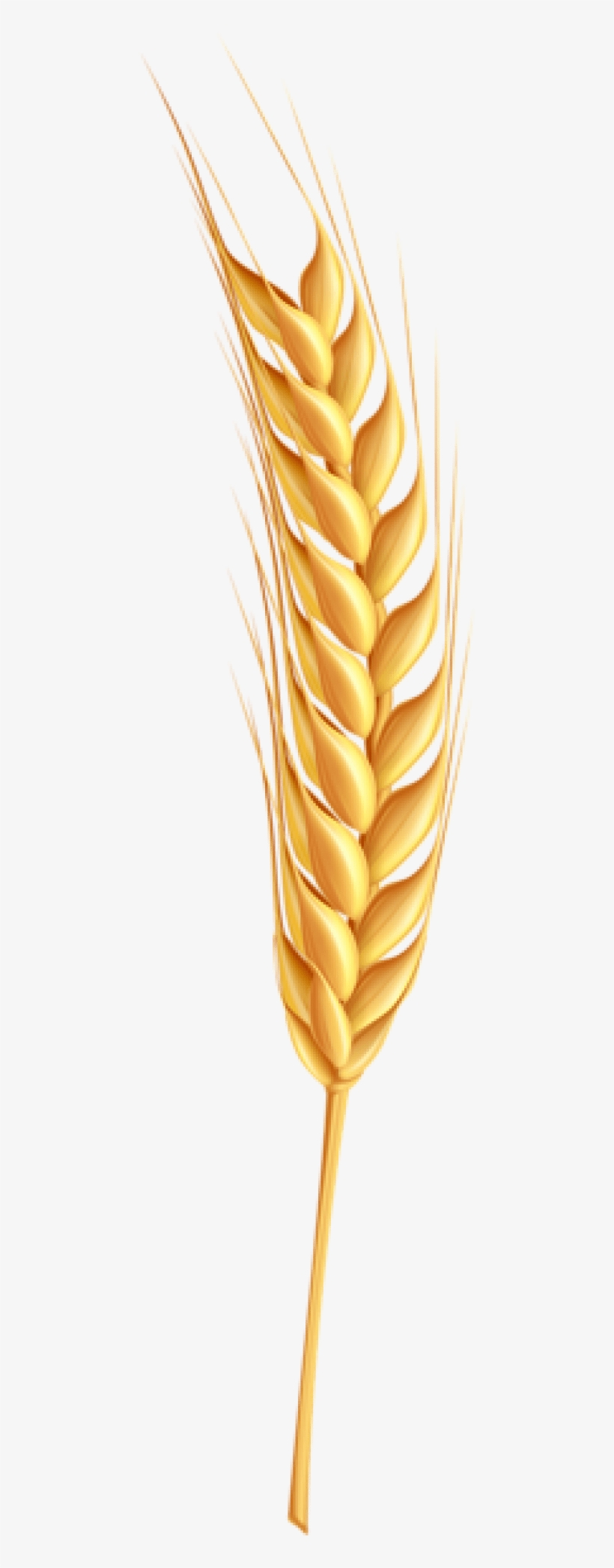 Free Png Wheat Png Images Transparent - Coeliac Disease: What You Need To Know, transparent png #4303235