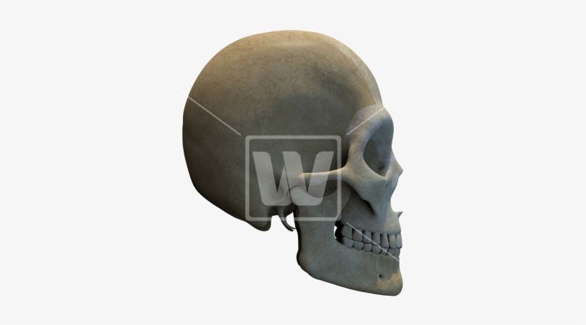 Side View Skull Graphic - Skull, transparent png #4303525