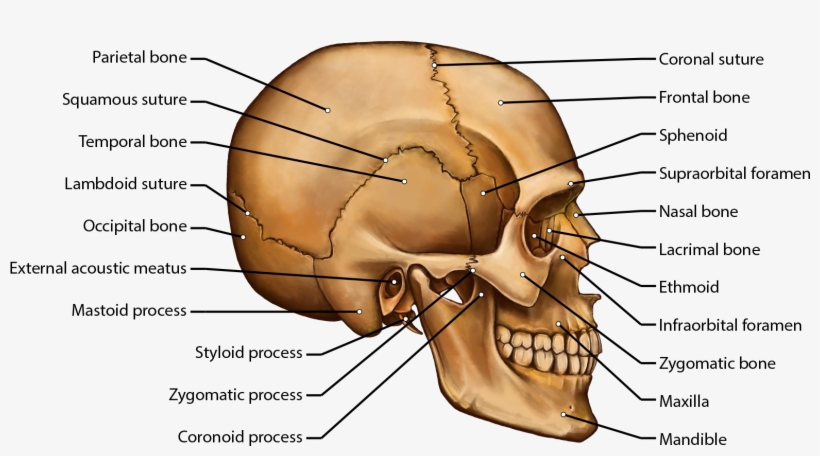 Skull, transparent png #4303578