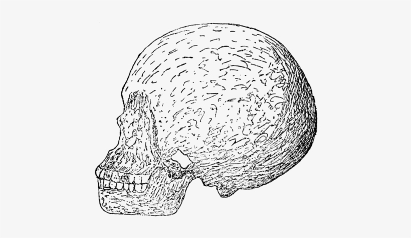 Side View Of The Skull Of The Negroid Youth From The - Drawing, transparent png #4303826