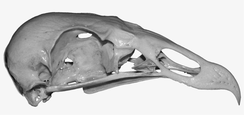 The Only Entrance To This Humble Abode Is A Partially-detached - Monochrome, transparent png #4304000