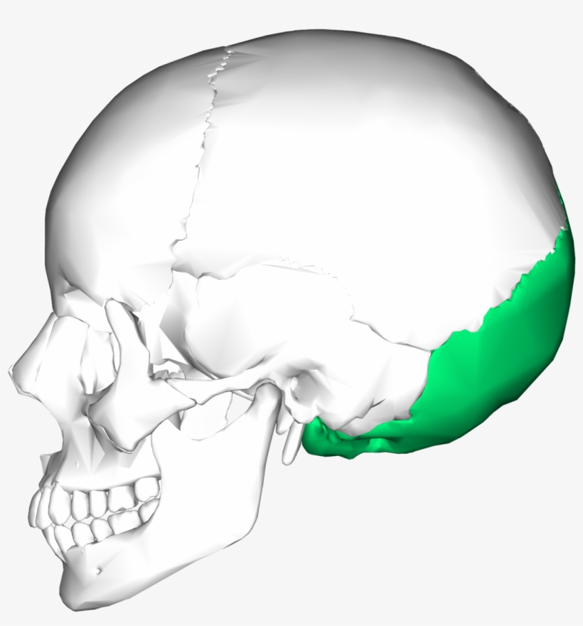 Hueso Occipital, transparent png #4304101
