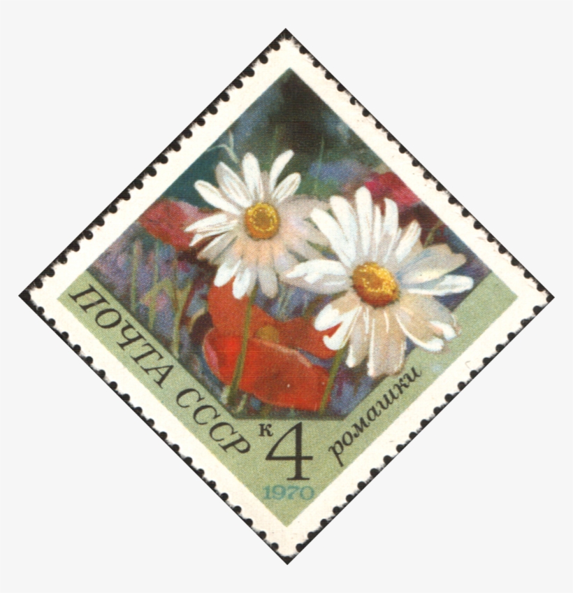 240 × 240 Pixels - African Daisy, transparent png #4304456