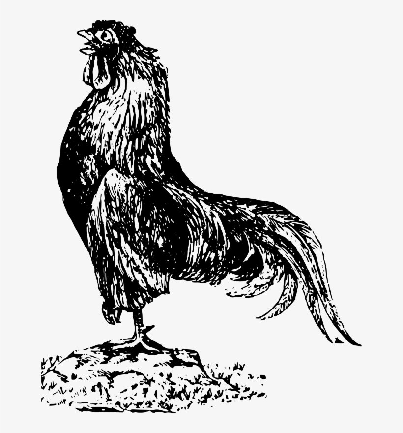 Old Chicken - Pixabay Vintage Hen Rooster Vector Farm Rooster, transparent png #4305099