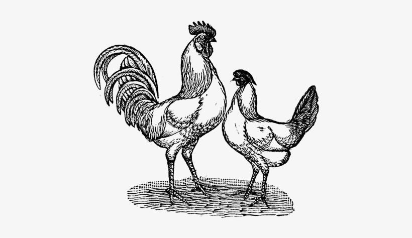 Chicken - Portable Network Graphics, transparent png #4305531