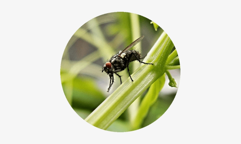 Preço Da Dedetização De Moscas - Greenhouse Pest Control, transparent png #4305797