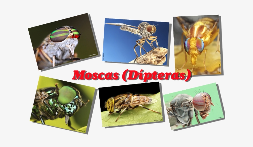Macrofotografia - Fotografando Moscas - Hornet, transparent png #4305825