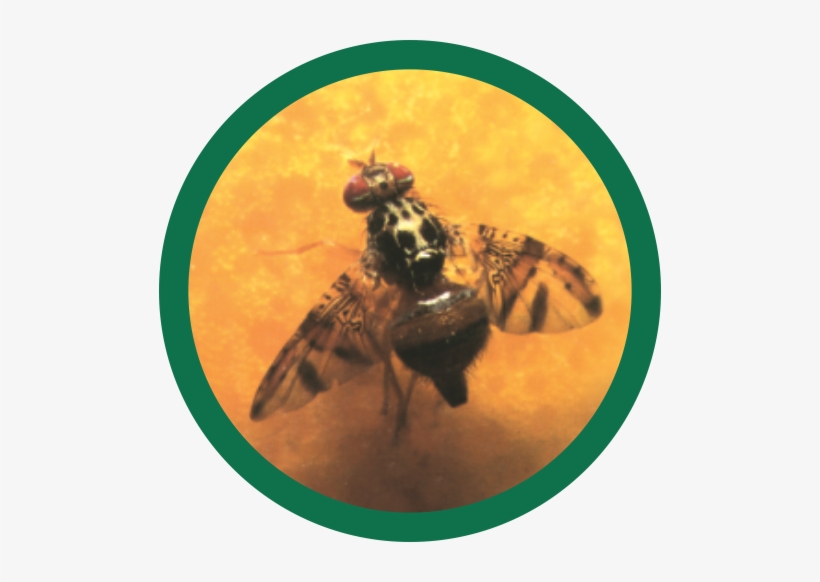 Ceratitis Capitata - Mosca Do Mediterrâneo, transparent png #4305871
