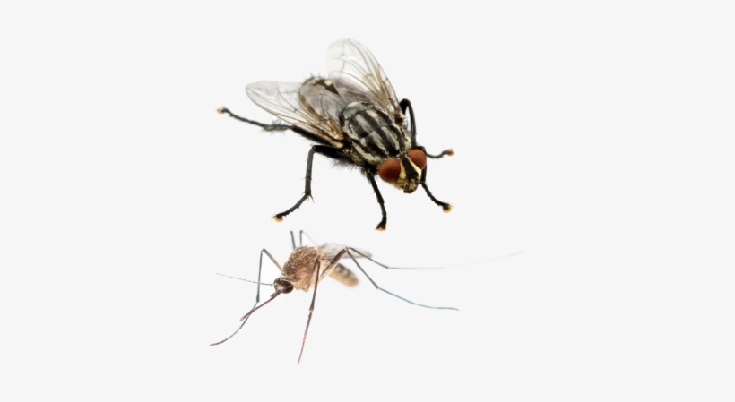 Moscas Y Mosquitos - House Fly, transparent png #4306411