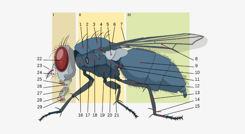 Los Expertos Estiman Que Las Moscas Domésticas Adultas - Anatomy Of A Housefly, transparent png #4306734