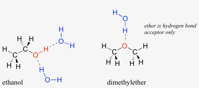How Many Hydrogen Bonds Can A Water Molecule Form - Hydrogen Bonding In Ether, transparent png #4308276