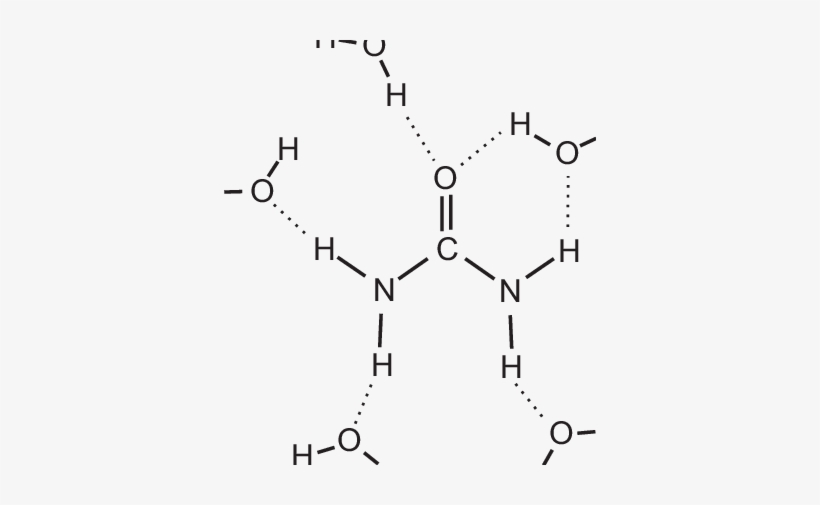 Solvation Structure Of The Urea Molecule From Our Experiments - Shell Of Hydration Urea, transparent png #4308423