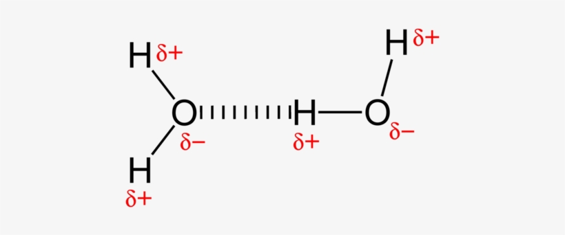A Hydrogen Bond Between Two Water Molecules - Hydrogen Bonding Simple Examples, transparent png #4308479