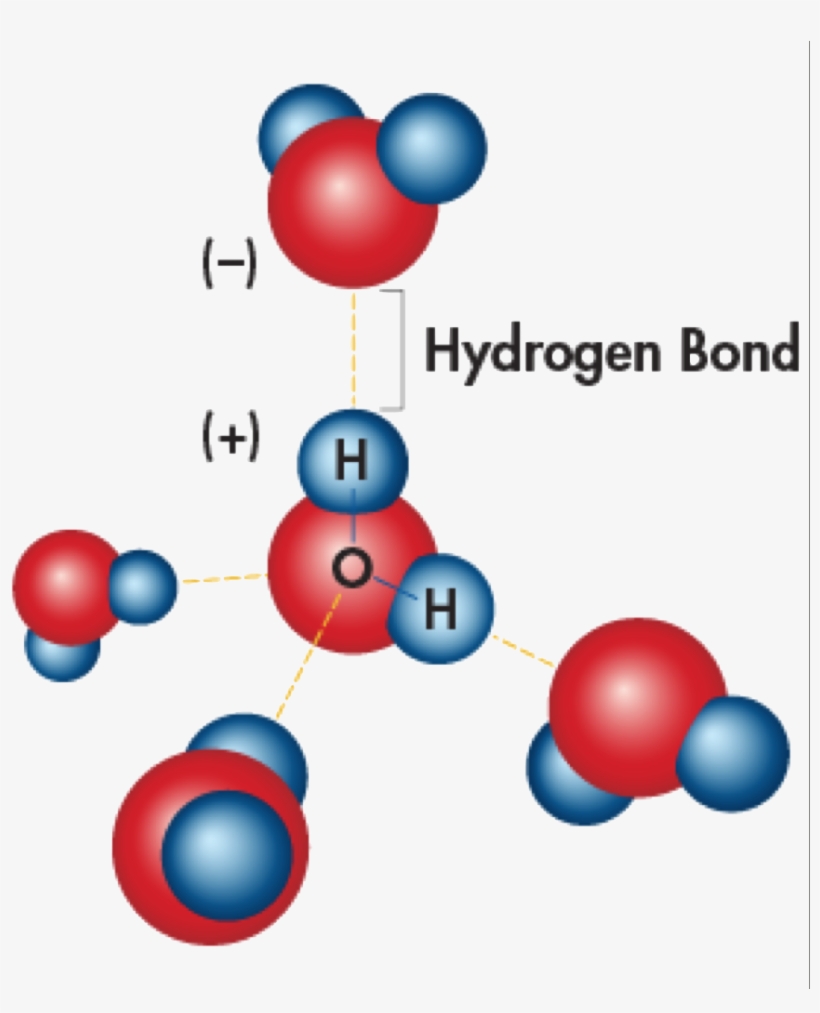 Hydrogen Bonding Is The Effect Of Water Molecules Attracted - 5 Cohesive Water Molecules, transparent png #4308728