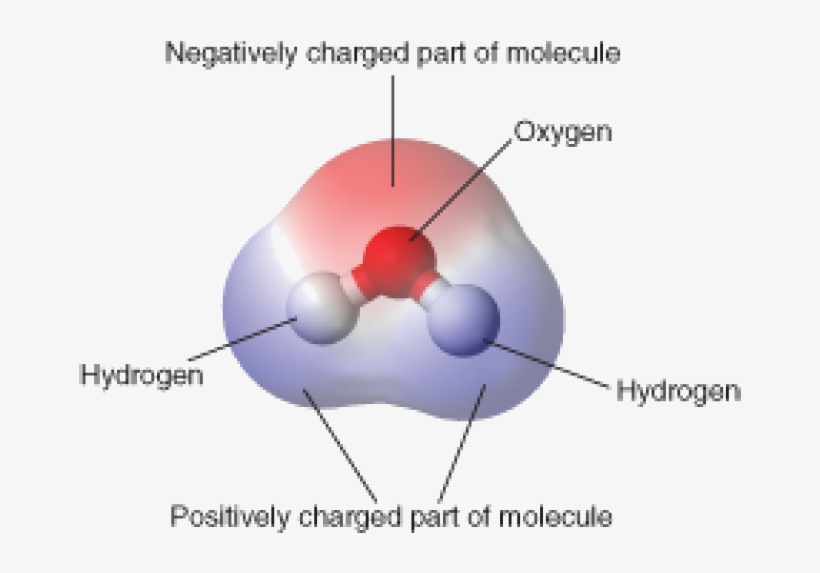 This Model Shows The Arrangement Of Oxygen And Hydrogen - Water Molecule, transparent png #4308924