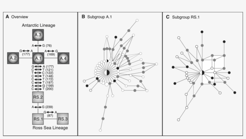 Image Freeuse Stock Relationships Among The Hvri - Diagram, transparent png #4310154