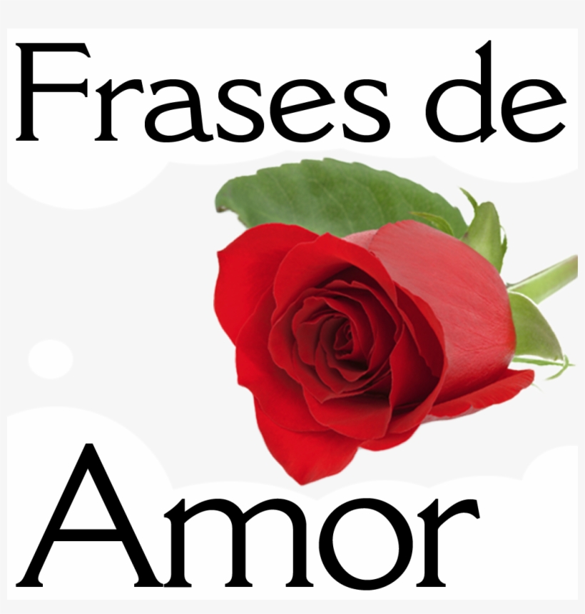 Frases Amor Para Compartir - Watercolor-rote Rose - Save The Date 10 Karten., transparent png #4310880