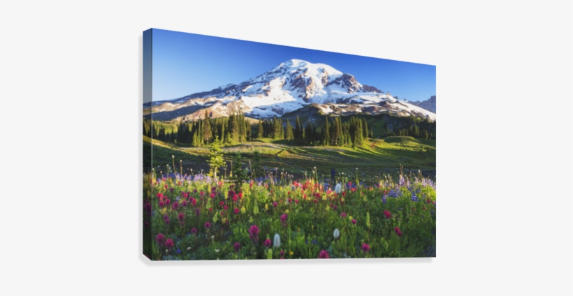 Mount Rainier And Wildflowers In A Meadow Mount Rainier - Paradise Valley Mt Rainier, transparent png #4312086