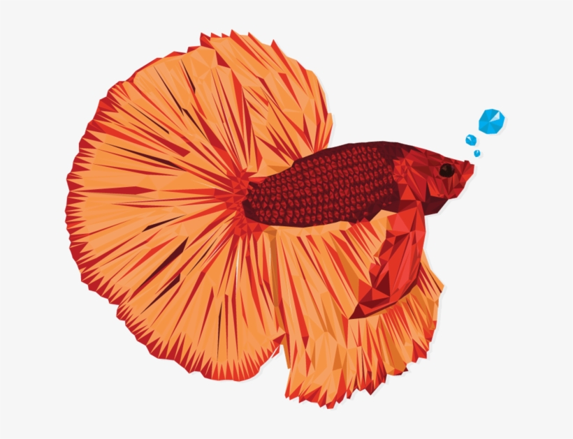 Betta - Illustration, transparent png #4312538