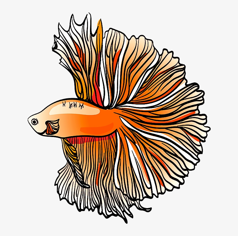 Half Moon Tail Betta - Tail, transparent png #4312721