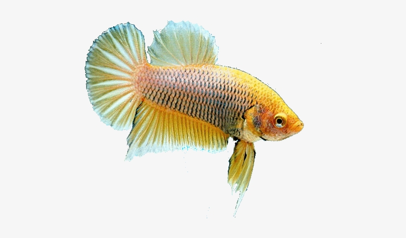 Swiss Betta Club, Founded In 2000 Is - Pomacentridae, transparent png #4312843