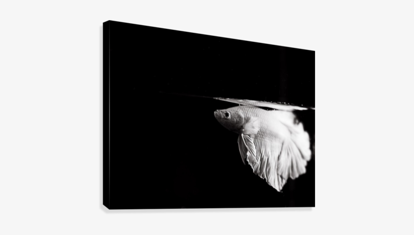 Icy Betta Canvas Print - Marine Mammal, transparent png #4312874