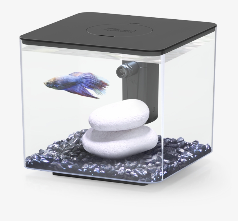 My Betta - Siamese Fighting Fish, transparent png #4312918