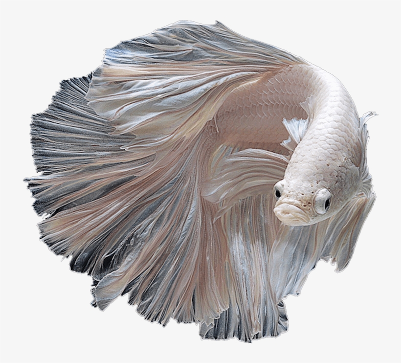 Betta - Albino Siamese Fighting Fish, transparent png #4312940