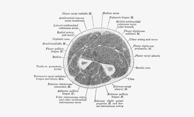 Forearm Cut - Cross Section Of Forearm Muscles, transparent png #4317481