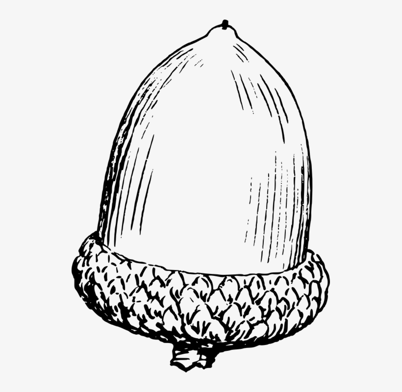 Nut Clipart Acorn - Black And White Acorn Clip Art, transparent png #4317652