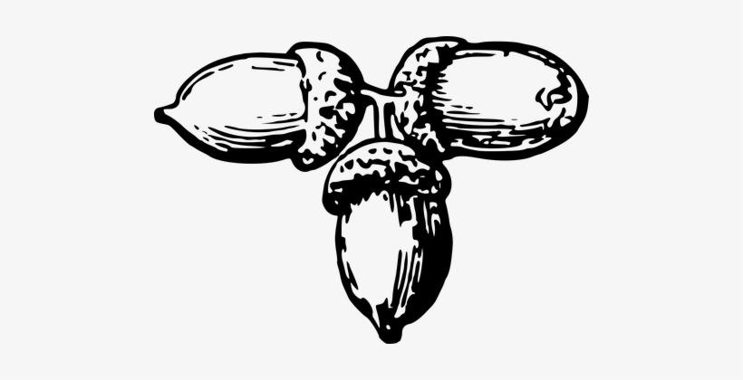 Free Pictures On Pixabay - Black And White Nuts, transparent png #4317797