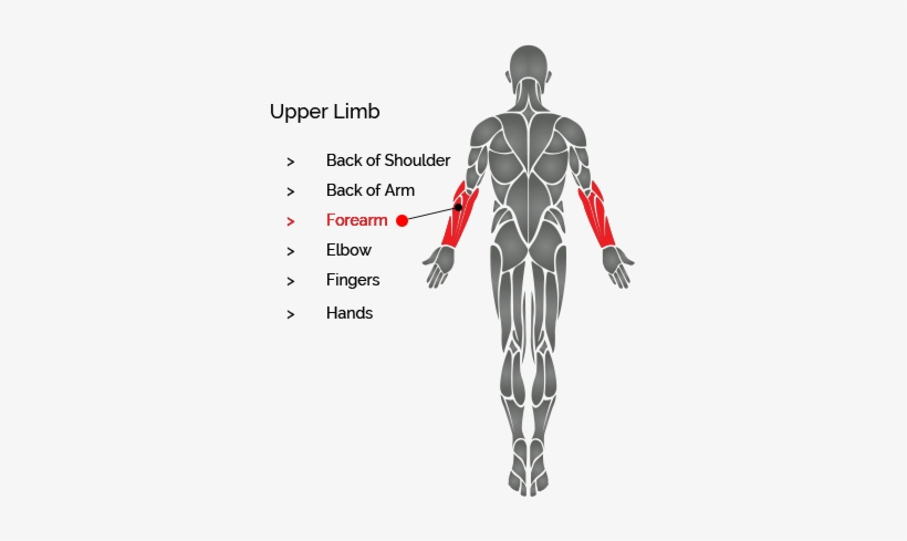 Switch To Back View Switch To Front View - Overhead Triceps Extension Muscles, transparent png #4318358
