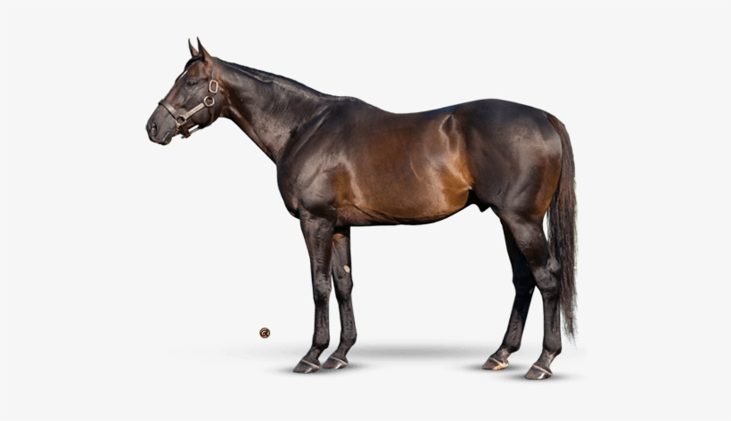 Pioneerof The Nile - Teofilo Horse, transparent png #4319075