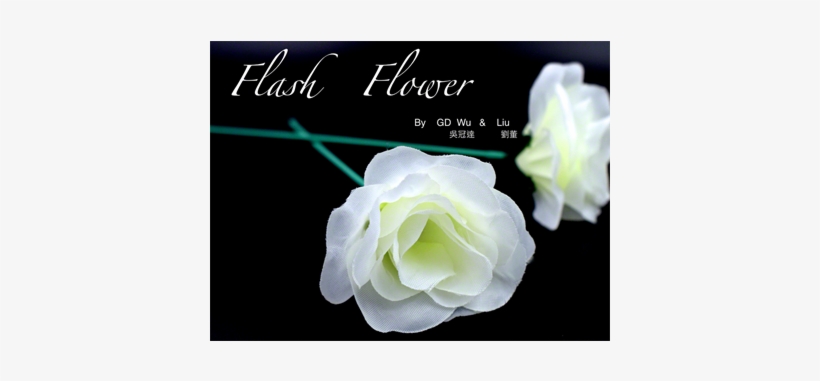 White 2 Pack - White Flash Flower 2pk By Gd Wu Gt Magicstore Trick, transparent png #4319811