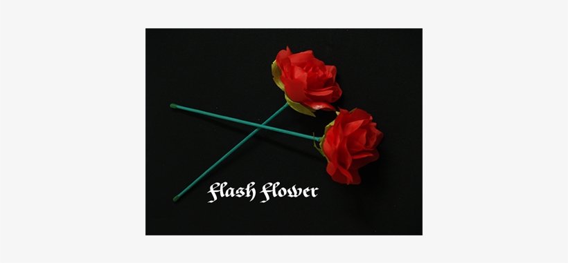 Red 2 Pack - Flash Flower (2 Pack) By Gd Wu, transparent png #4320037