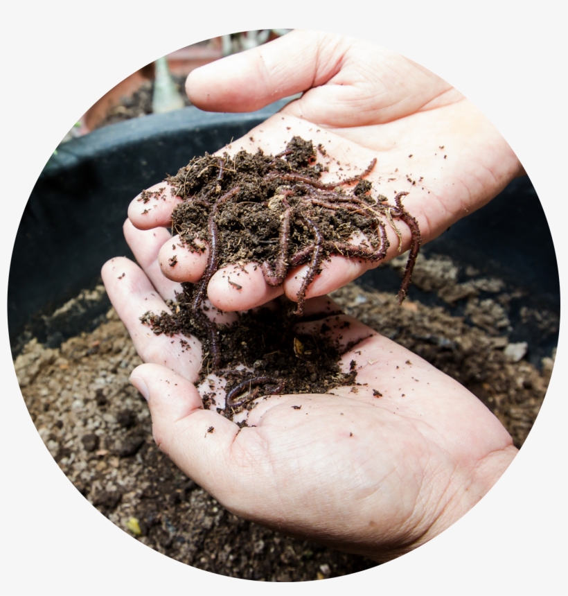 Vermicompost Circle - Eisenia Fetida, transparent png #4320106