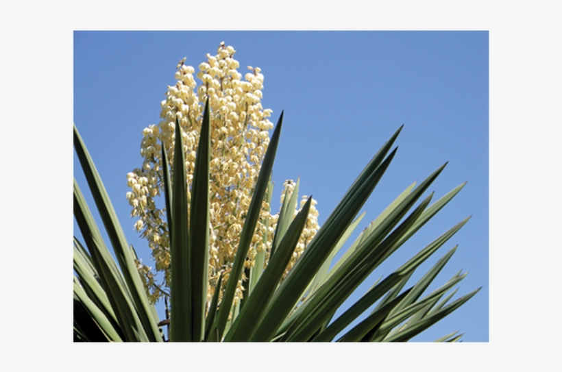 Yucca Schidigera Powder - Yucca, transparent png #4321653