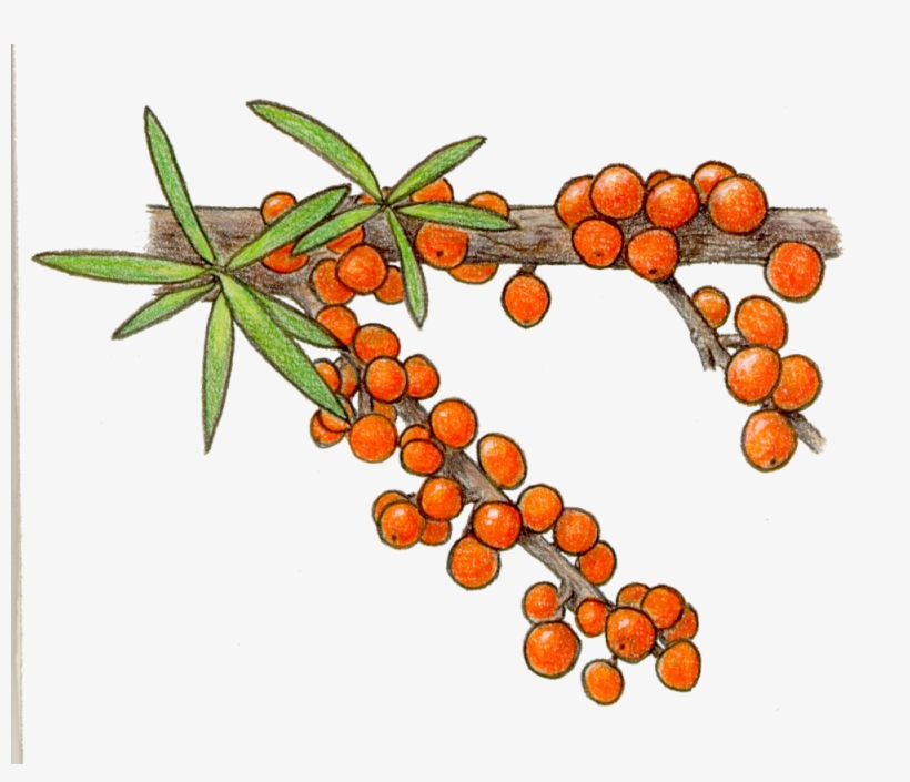 Portable Network Graphics, transparent png #4321700