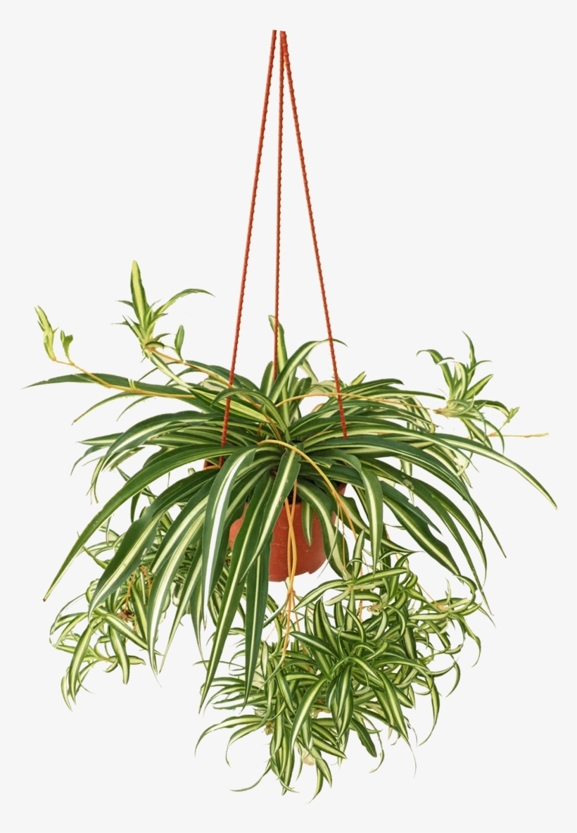 Western Sword Fern, transparent png #4321799