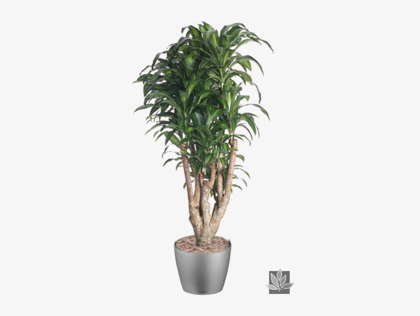 Office Plant Png - Interior Plants Tree Png, transparent png #4321849