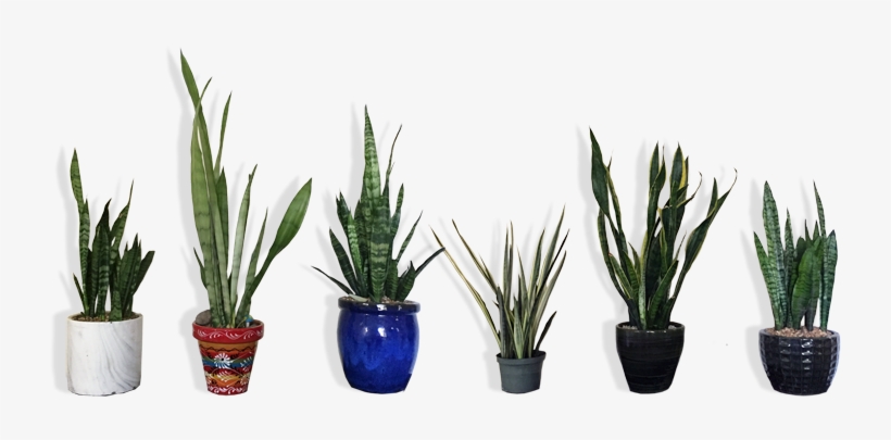 I Also Have An Intense Obsession With Sanseveria - Dollar, transparent png #4322189