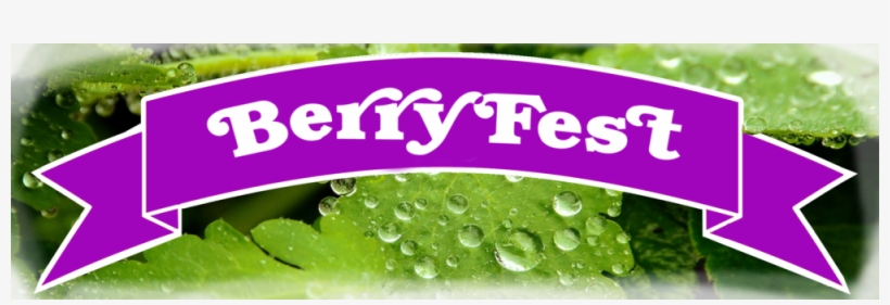 Murray Farm Fest Berryfest Ribbon On Green - The Big Red Barn, Murray Family Farms, transparent png #4322238