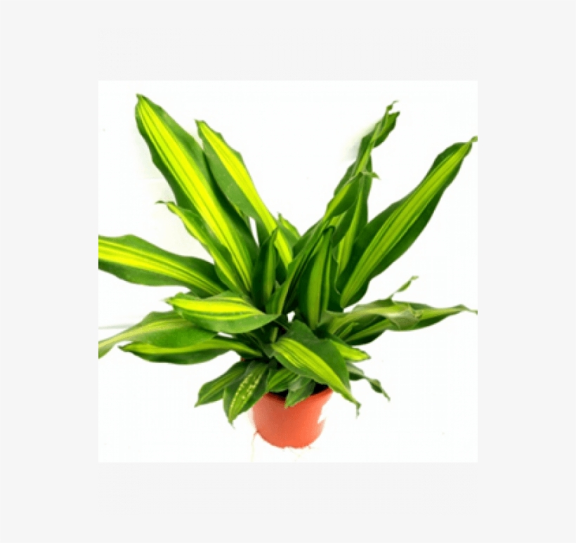 Dracena Darasingh Plant With Fertilizer & Plate Free - Fertilizer, transparent png #4322396