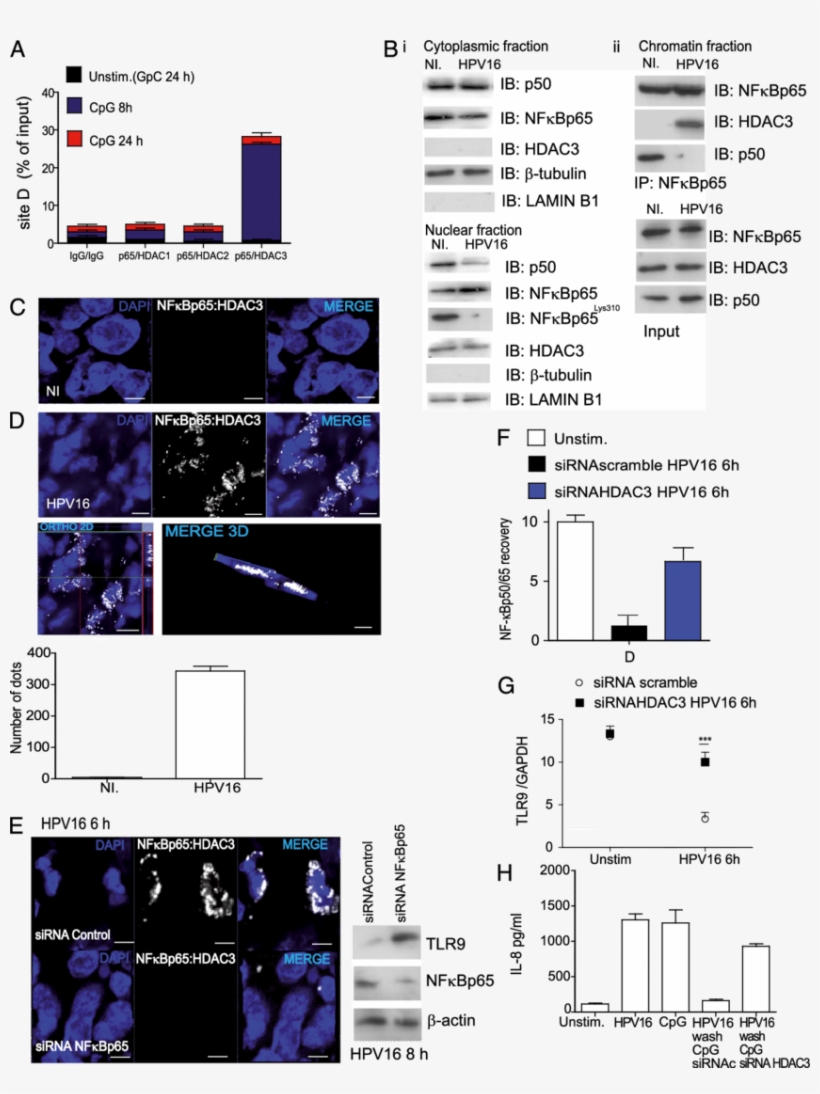 Hpv16 Stimulation Of Hks Induces P65 And Hdac3 Recruitment - Hdac3, transparent png #4330799