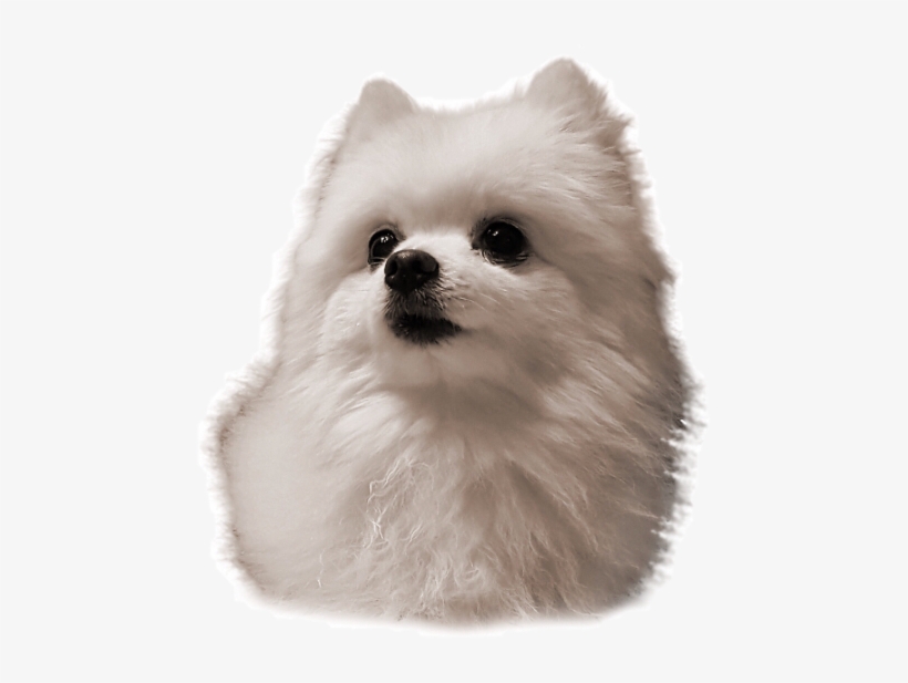 Gabe Gabethedoggo Gabethedog Dog Freetoedit - Gabe The Dog Rip, transparent png #4334014
