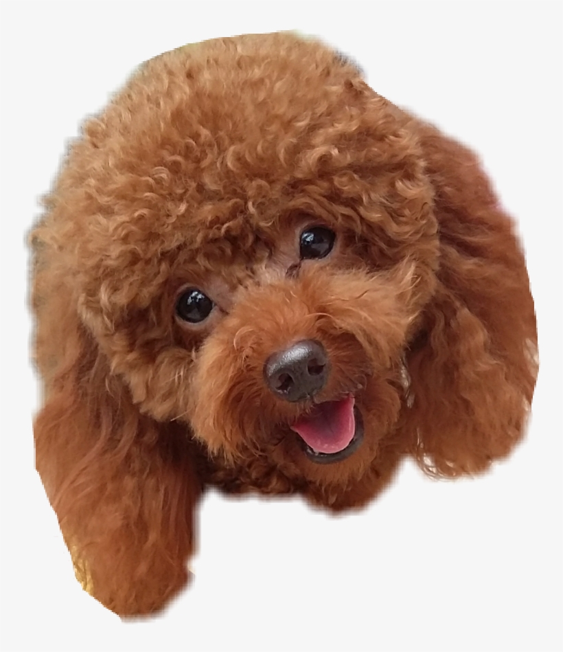 Toy Poodle, transparent png #4334094