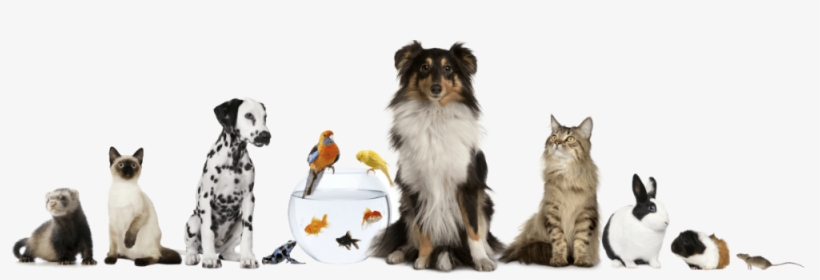 Paradise Pet Parlor - Dog Cat Bird Horse, transparent png #4334133