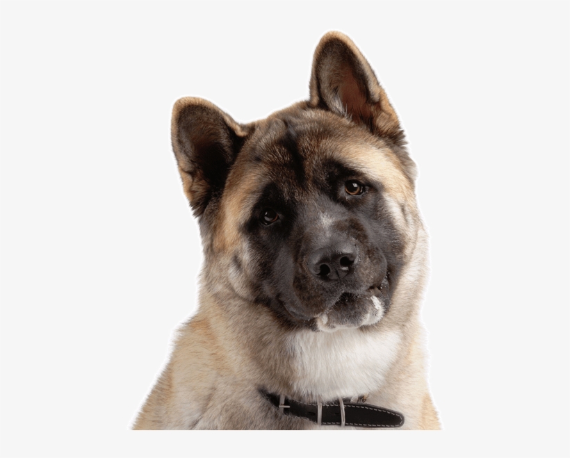 Search - Akita Americano, transparent png #4334364