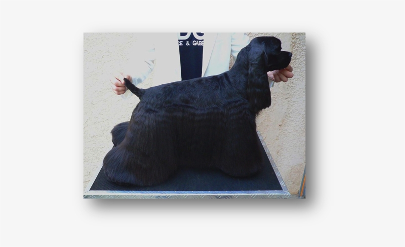 Picture - Dog, transparent png #4334367